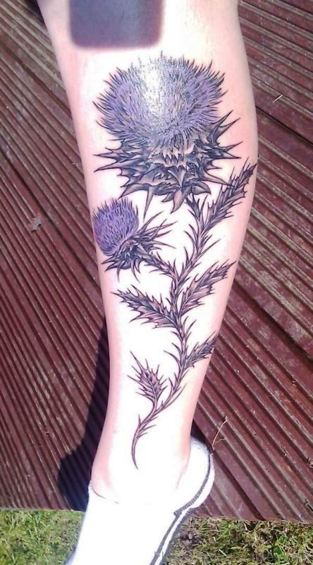 Amazing Alpine Thistle Tattoo On Leg
