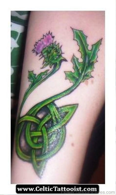 Excellent Alpine Thistle Flower Tattoo