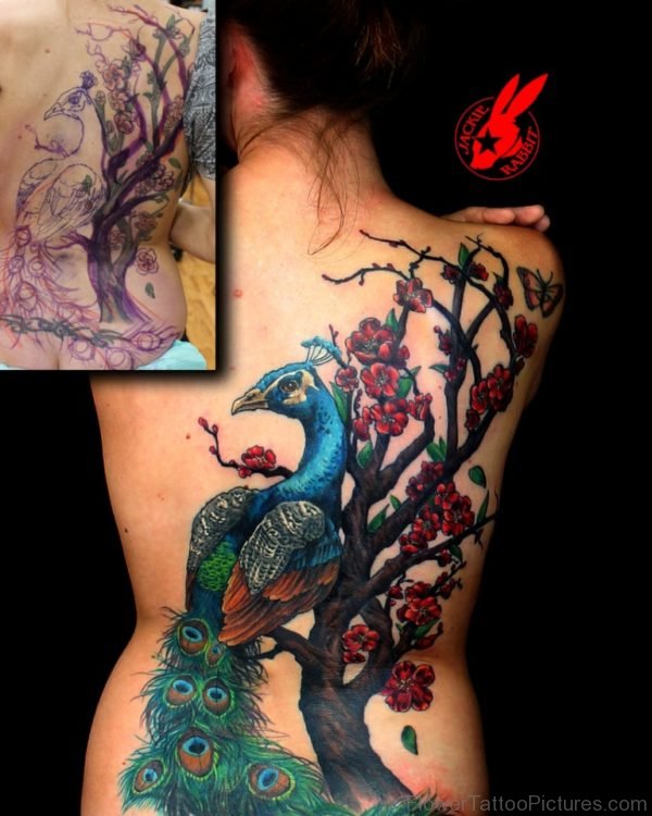 Peacock And Cherry Blossom Tattoo On Back