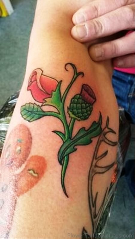 Roe Alpine Thistle Tattoo On Arm