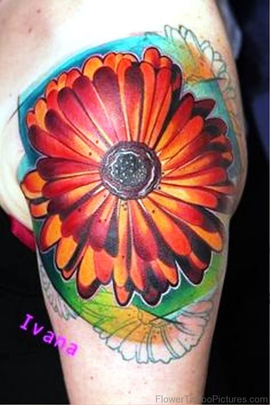 Dark Red Barberton Flower Tattoo On Shoulder