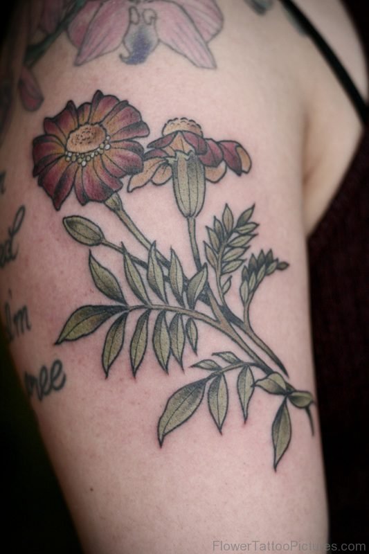 Fantastic Marigold Flower Tattoo On Shoulder