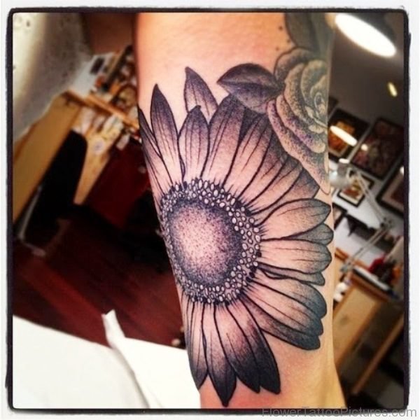 Giant Barberton Flower Tattoo On Arm