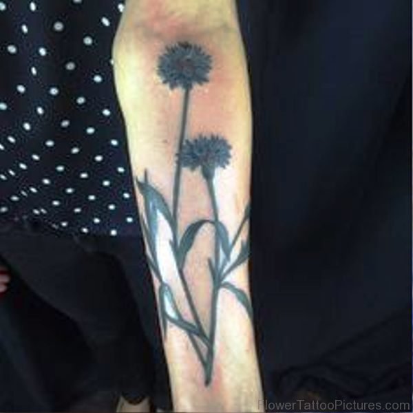 Photo Of Cornflowers Tattoo On Arm