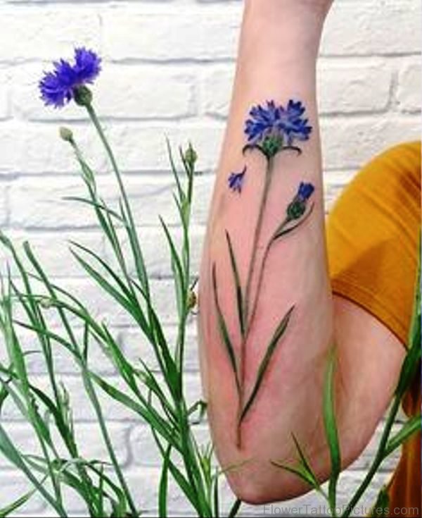 Pic Of Cornflower Tattoo On Arm